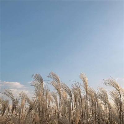破晓之光游戏下载
